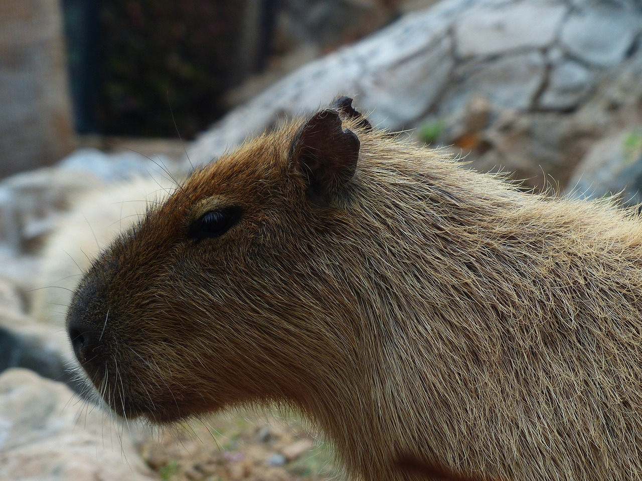 Click the capybara to gain lettuce. A picture of a capybara.